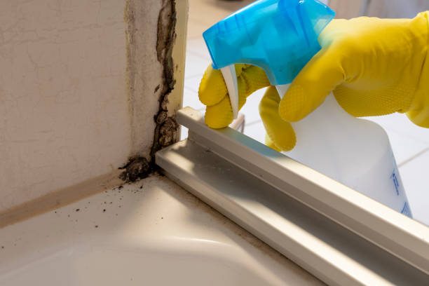 Best Basement Mold Removal  in Piedmont, AL